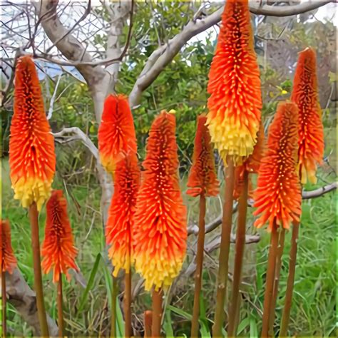 who was killed with a red hot poker
